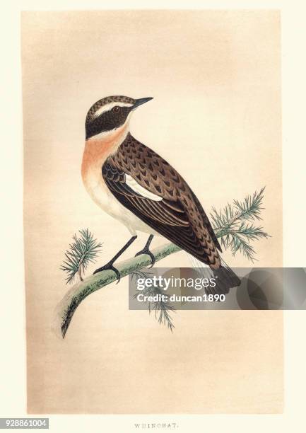 natural history, birds, whinchat (saxicola rubetra) - whinchat stock illustrations