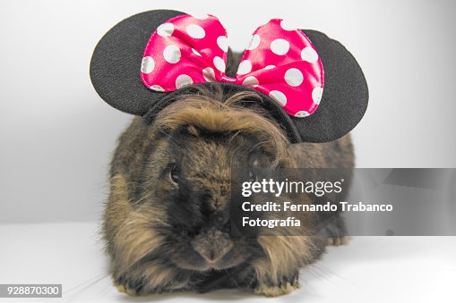 Rat Rabbit Thing Rabbit Disguised As A Rat High-Res Stock Photo - Getty Images