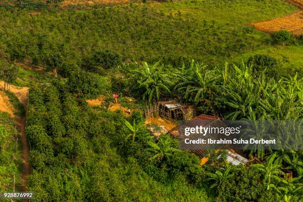 1,025 Rwanda Trees Stock Photos, High-Res Pictures, and Images - Getty ...