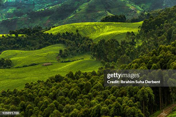 Forests In Rwandan 2,660 Rwanda Forest Stock Photos, High-Res Pictures, and Images - Getty ...