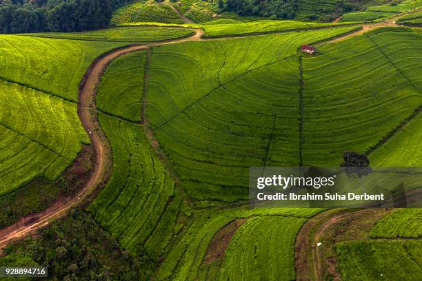 topside view of green hills in rwanda - rwanda photos et images de collection