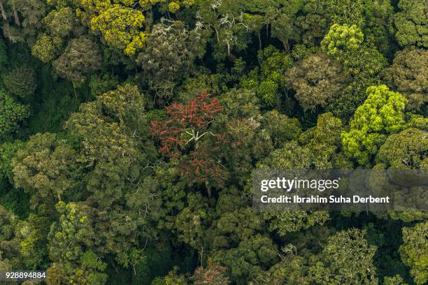 Forests In Rwandan 2,660 Rwanda Forest Stock Photos, High-Res Pictures, and Images - Getty ...
