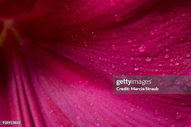 macro image of rain drops  on a red amaryllis - amaryllis stock pictures, royalty-free photos & images