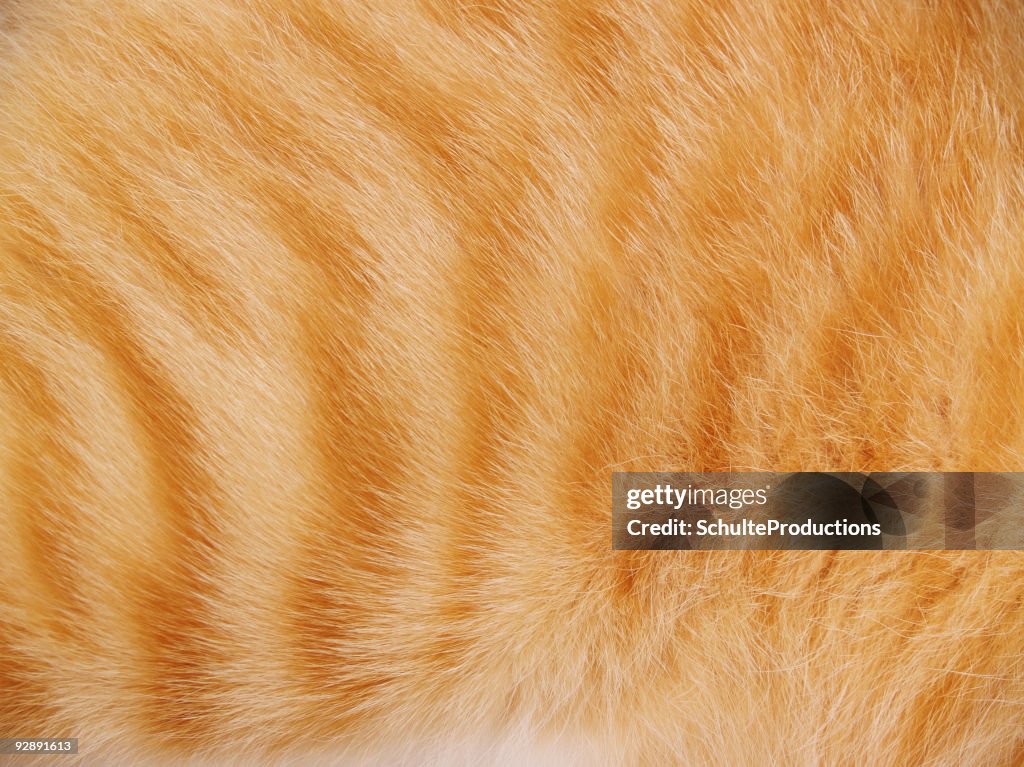 Tiger Cat Fur Background