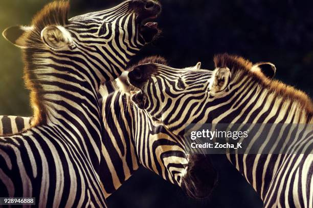 zebras fighting - confronts stock pictures, royalty-free photos & images