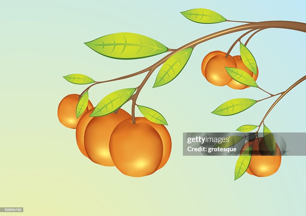 Apricot - Fruits