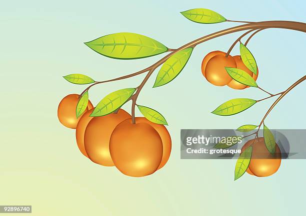 apricot - fruits - apricot tree stock illustrations