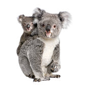 Portrait of Koala bears, 4 years and 9 months old