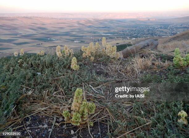 fields in the valley, shellflowers, the lower galilee - ginger flower stock pictures, royalty-free photos & images