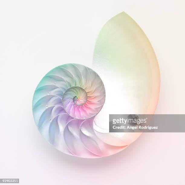 nautilus shell - nautilus stock pictures, royalty-free photos & images