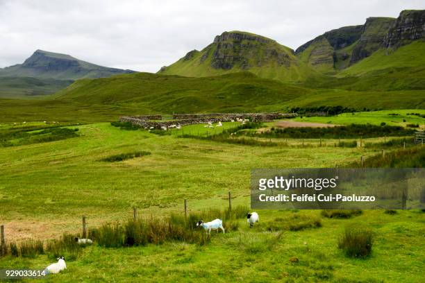 sheep grazing in the field at quiraing, isle of skye, scotland - enclos à moutons photos et images de collection