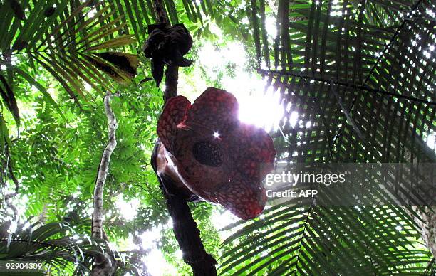 Malaysia-environment-Rafflesia,FEATURE, by Sarah Stewart The world's biggest flower, named Rafflesia, hangs off a branch in the forests of Ulu Geroh...