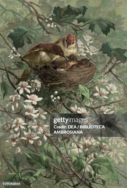 Warblers and nestlings in a nest, illustration from the weekly Rivista Illustrata , No 219, March 11, 1883. Digitally colorized image.