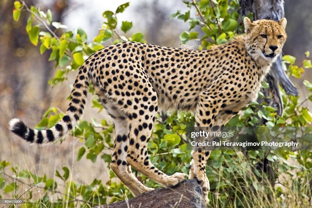 Young cheetah