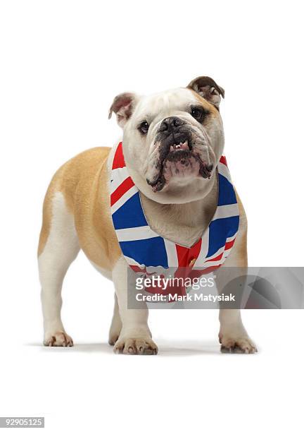 british bulldog - english bulldog stock pictures, royalty-free photos & images