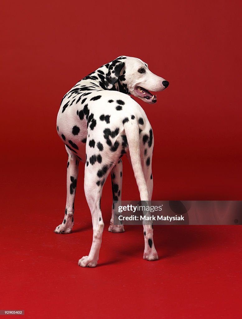 Dalmation on Red Background