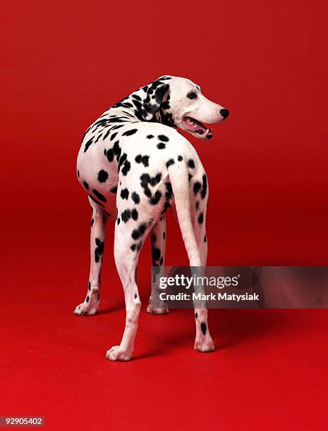 dalmation on red background - dalmatian dog stock pictures, royalty-free photos & images