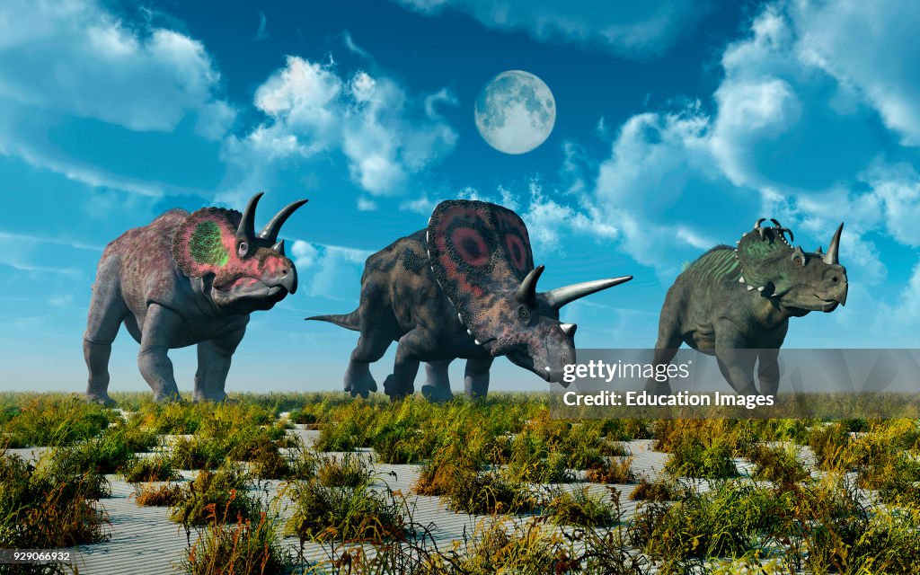 3 Different Species Of Herbivore Dinosaurs.