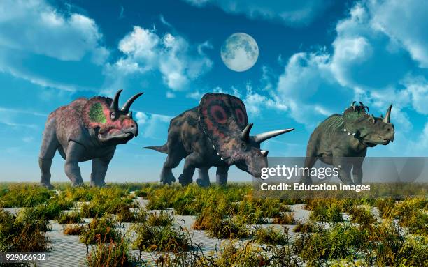 Triceratops, Torosaurus & Centrosaurus Dinosaurs, Alive During Earths Cretaceous Era.