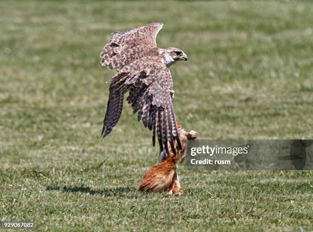 falcon hunting - birds of prey stock pictures, royalty-free photos & images