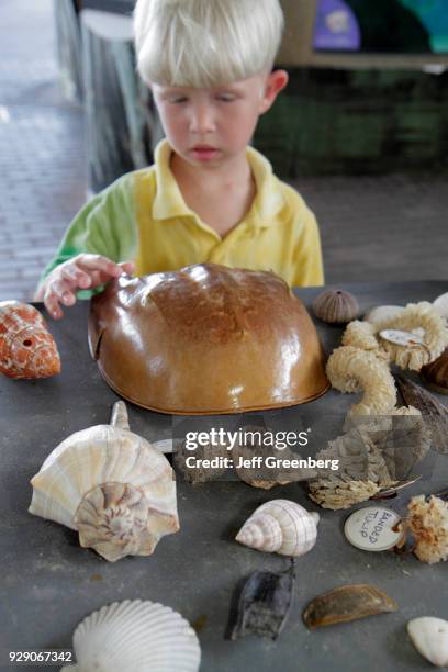 Boy And Shells 2,098 The Mote Stock Photos, High-Res Pictures, and Images - Getty Images