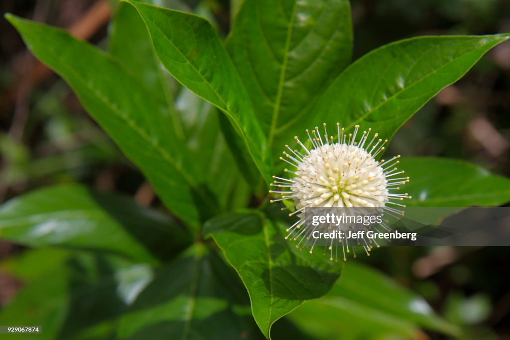 A Buttonbush flower.