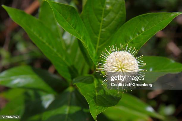 Buttonbush flower.