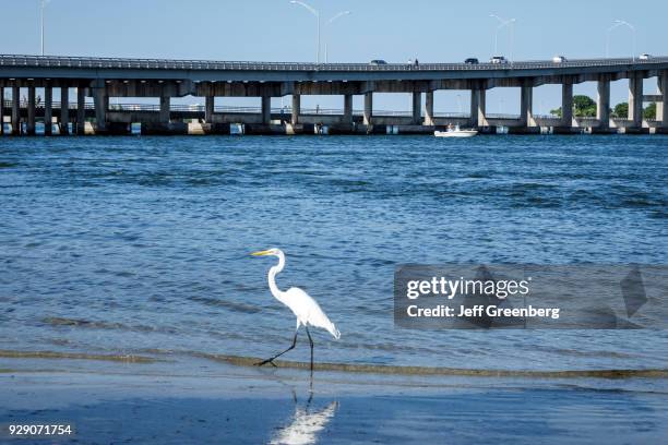 Great egret white heron common in the Indian River.