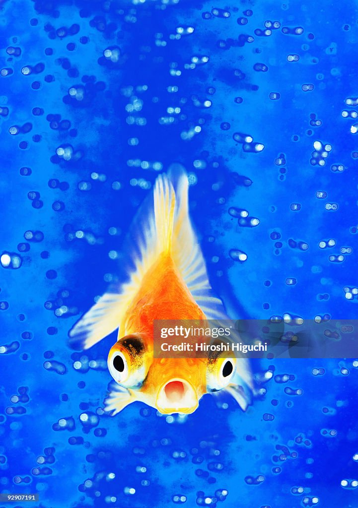 Goldfish