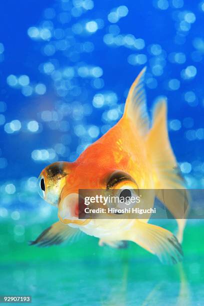 goldfish - mond open stockfoto's en -beelden