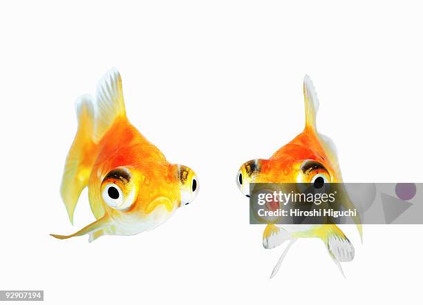 goldfish - twee dieren stockfoto's en -beelden