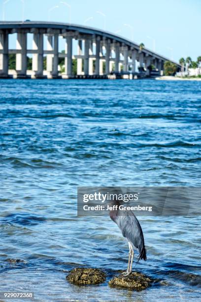 Little blue heron in the Indian River.