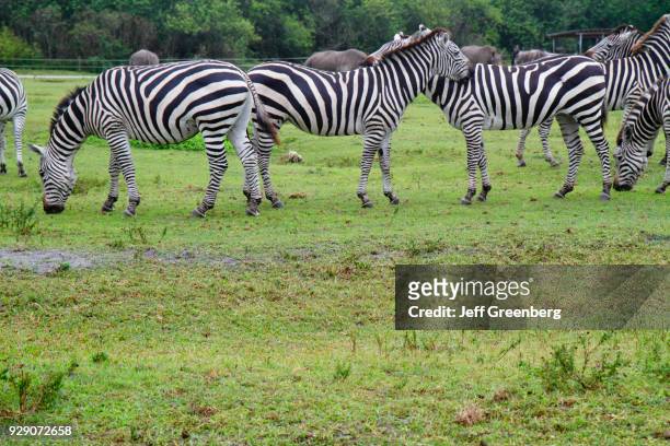 Herd of African Grant's zebras at Lion Country Safari.