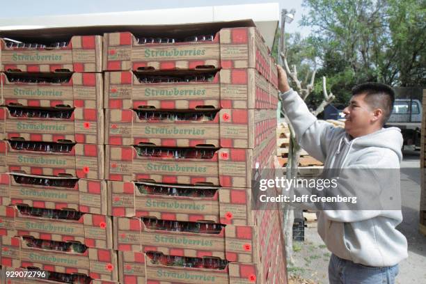 Man carrying crates of strawberries for Forbes Road Produce.