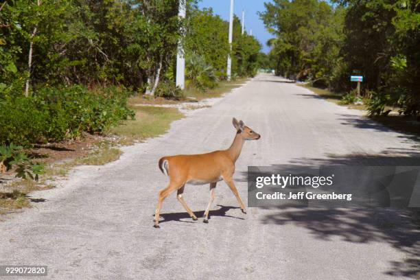 Key deer crossing a road in No Name Key.