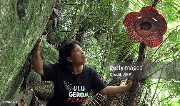 Malaysia-environment-Rafflesia,FEATURE, by Sarah Stewart Malaysian guide Long Kadak looks at the world's biggest flower, named Rafflesia, in the...