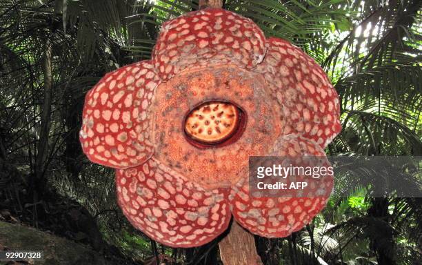 Malaysia-environment-Rafflesia,FEATURE, by Sarah Stewart World's biggest flower, named Rafflesia, hangs off a branch in the forests of Ulu Geroh in...