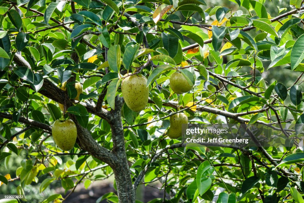 A pond apple tree.