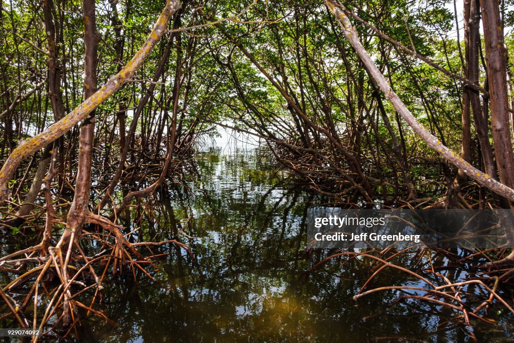 A red mangrove prop roots in the water at Matanzas Pass Preserve.