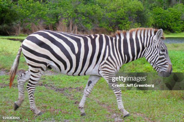 An African Grant's zebra at Lion Country Safari.