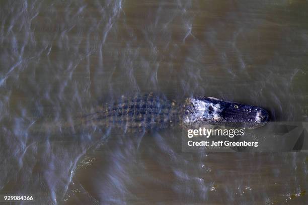 An overhead view of an alligator in Lake Okeechobee.