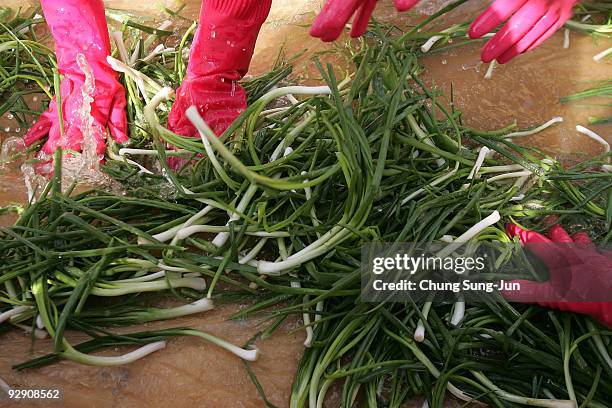 South Korean women make 'kimchi', a traditional pungent vegetable dish, which is donated to the poor in preparation for winter on November 9, 2009 in...