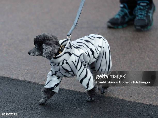 Dog wears a zebra print coat as it arrives with its owner for the first day of Crufts 2018 at the NEC in Birmingham.