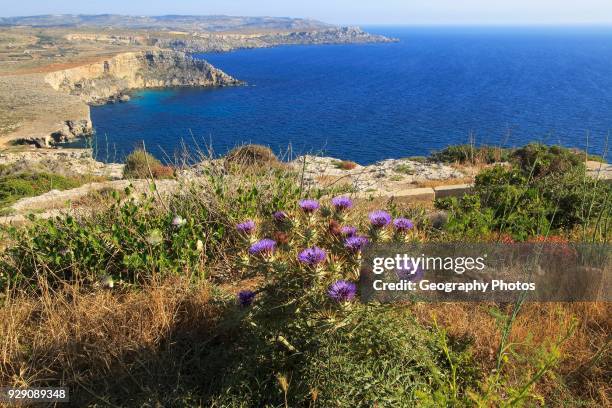 Coastal scenery of cliffs and blue sea looking south from Res il-Qammieh, Marfa Peninsula, Republic of Malta.