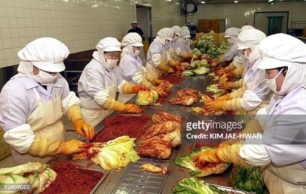 South Korean workers season Chinese cabbage by tucking in a mix of natural ingredients including red pepper, garlic and ginger at an initial stage of...