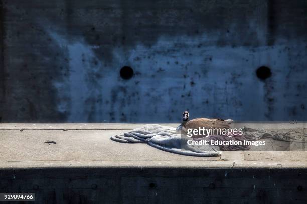 Duck sitting on Washington Boulevard Bridge over Los Angeles River, Los Angeles, California, USA.