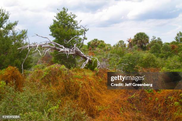 Dodder plant at Jonathan Dickinson State Park.