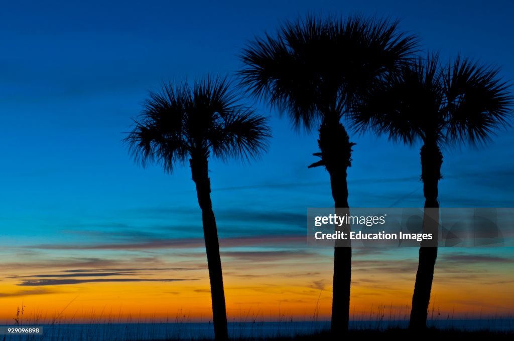 Florida, Sarasota, Crescent Beach, Siesta Key, Sunset and Palm Trees