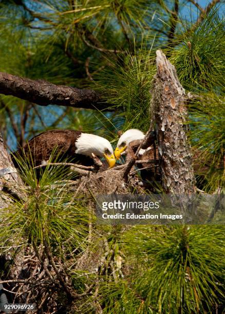 North America, USA, Florida, North Ft. Meyers, American Bald Eagle, Pair at Nest.
