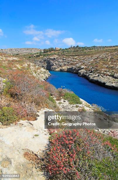 Limestone barrique vegetation Mgarr ix-Xini coastal inlet, island of Gozo, Malta.